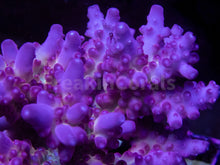 Load image into Gallery viewer, FK Scarlet Halo Acropora (Signature Coral)