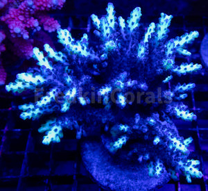 FK Neon Glimmer Acropora