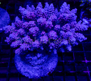 FK Mystic Wave Tenuis Acropora