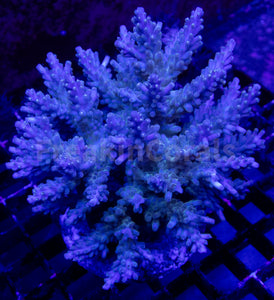 FK Royal Phantom Horrida Acropora