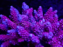 Load image into Gallery viewer, FK Golden Rose Acropora