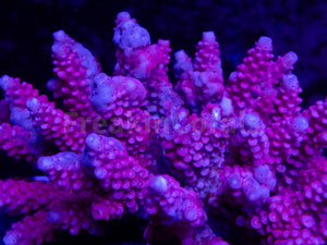 FK Golden Rose Acropora