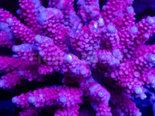 Load image into Gallery viewer, FK Golden Rose Acropora