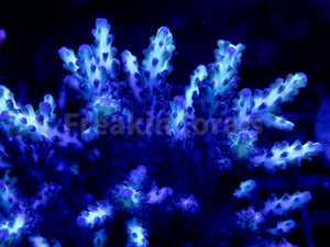 FK Neon Glimmer Acropora