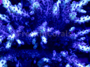 FK Neon Glimmer Acropora