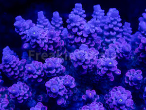 FK Mystic Wave Tenuis Acropora