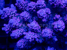 Load image into Gallery viewer, FK Mystic Wave Tenuis Acropora