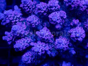 FK Mystic Wave Tenuis Acropora