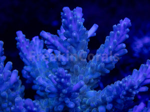 FK Royal Phantom Horrida Acropora