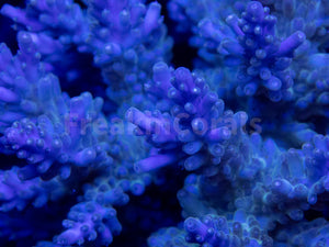 FK Royal Phantom Horrida Acropora