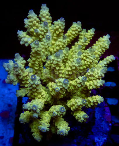 FK Walt Disney Tenuis Acropora