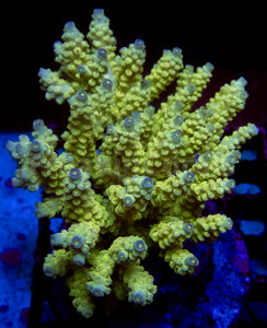 FK Walt Disney Tenuis Acropora