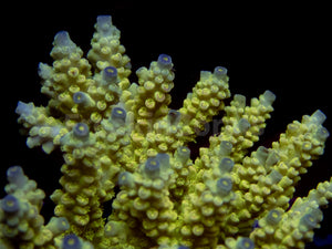 FK Walt Disney Tenuis Acropora