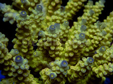 Load image into Gallery viewer, FK Walt Disney Tenuis Acropora