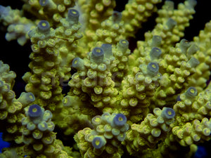 FK Walt Disney Tenuis Acropora