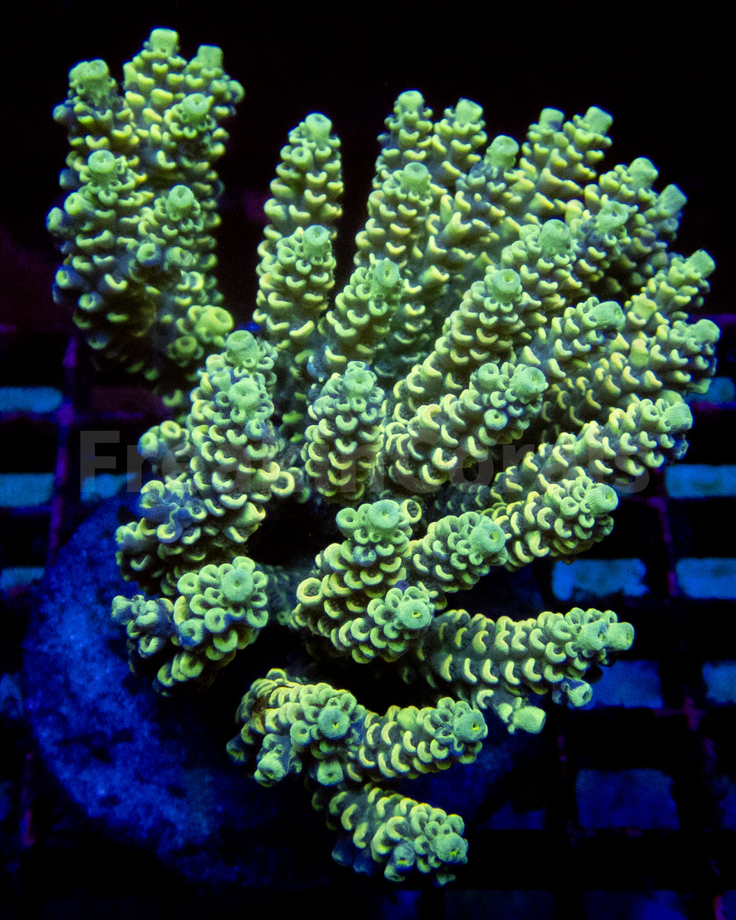 FK Golden Eclipse Tenuis Acropora