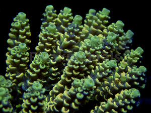 FK Golden Eclipse Tenuis Acropora