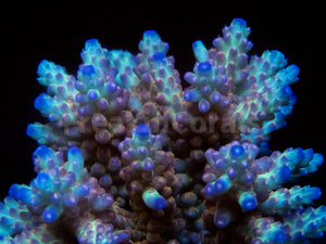 FK Aurora Prism Microclados Acropora