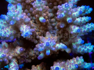 FK Aurora Prism Microclados Acropora