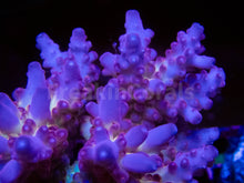 Load image into Gallery viewer, FK Scarlet Halo Acropora (Signature Coral)