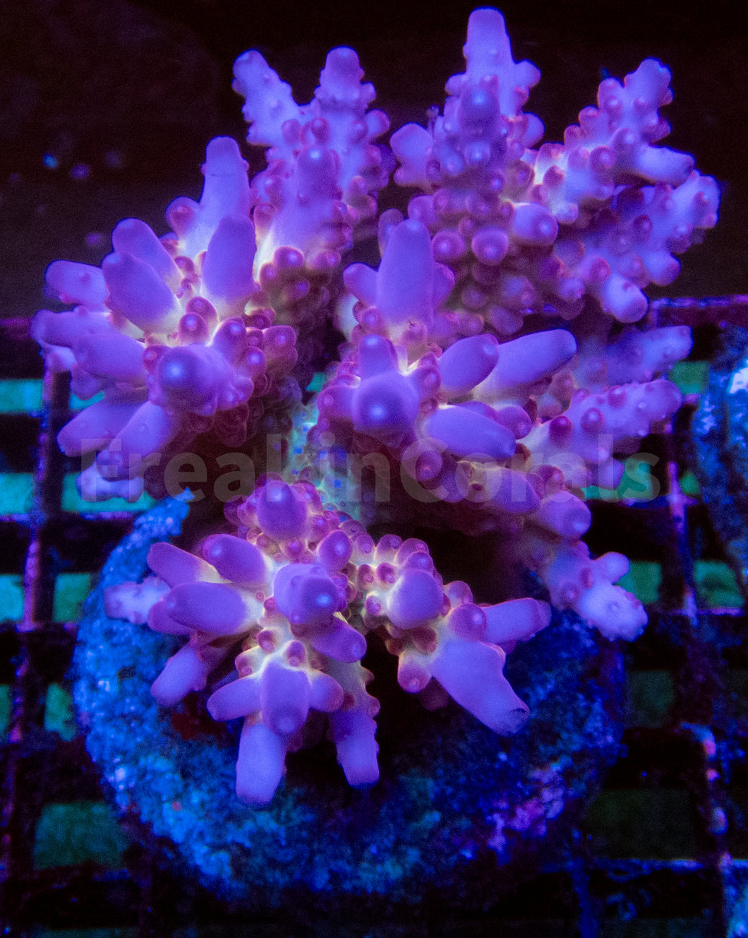 FK Scarlet Halo Acropora (Signature Coral)