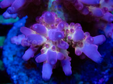 Load image into Gallery viewer, FK Scarlet Halo Acropora (Signature Coral)