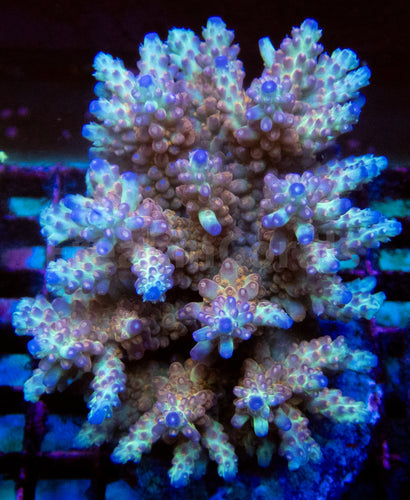 FK Aurora Prism Microclados Acropora