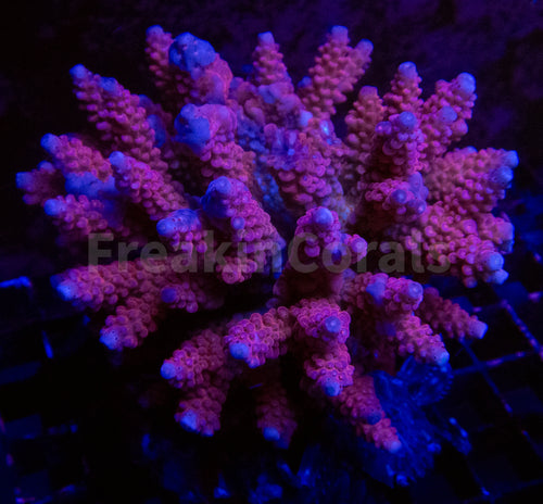 FK Golden Rose Acropora