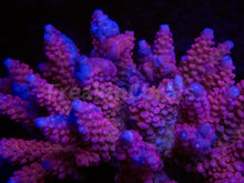 Load image into Gallery viewer, FK Golden Rose Acropora