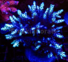 Carregar imagem no visualizador da galeria, FK Neon Glimmer Acropora