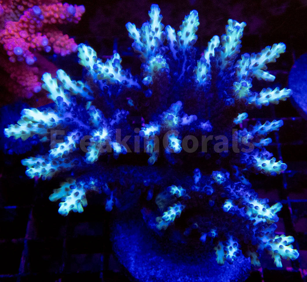 FK Neon Glimmer Acropora