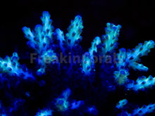 Carregar imagem no visualizador da galeria, FK Neon Glimmer Acropora