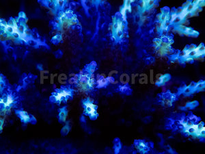 FK Neon Glimmer Acropora