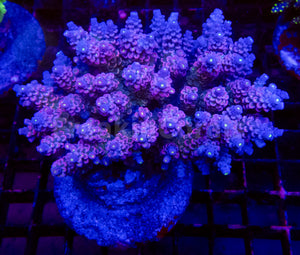 FK Mystic Wave Tenuis Acropora