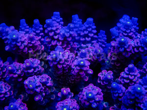 FK Mystic Wave Tenuis Acropora