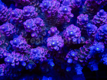 Load image into Gallery viewer, FK Mystic Wave Tenuis Acropora