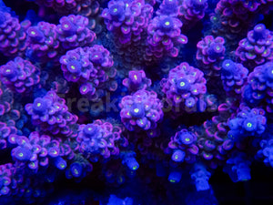 FK Mystic Wave Tenuis Acropora