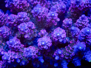 FK Mystic Wave Tenuis Acropora