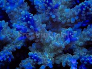 FK Royal Phantom Horrida Acropora