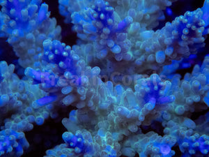 FK Royal Phantom Horrida Acropora