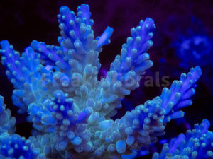 FK Royal Phantom Horrida Acropora