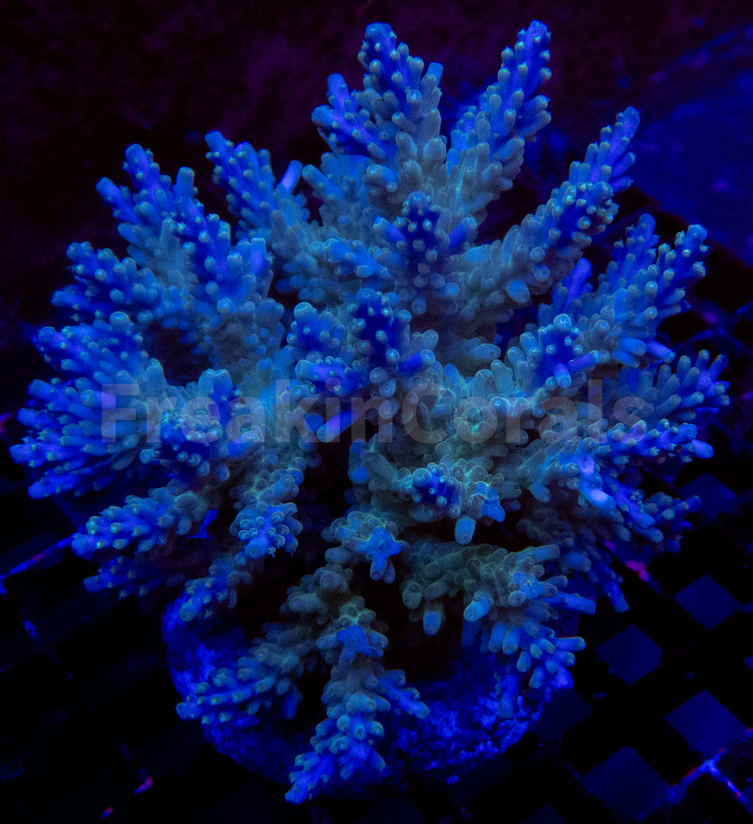 FK Royal Phantom Horrida Acropora