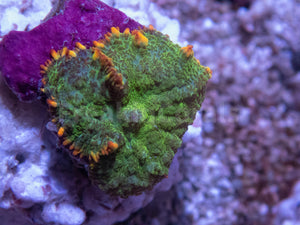 FK Green with Orange Squirt Rhodactis