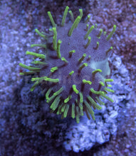 Load image into Gallery viewer, Fluor Green Long Polyp Sarcophyton