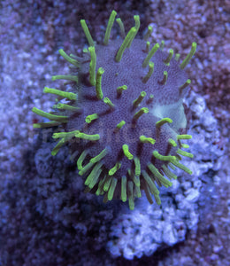 Fluor Green Long Polyp Sarcophyton