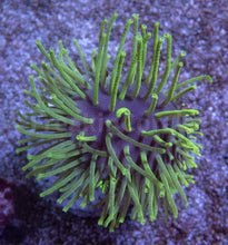 Load image into Gallery viewer, Fluor Green Long Polyp Sarcophyton