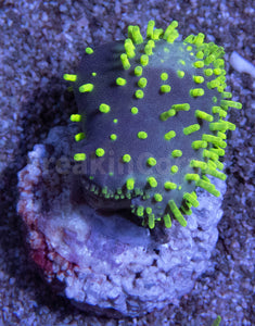 Fluor Green Long Polyp Sarcophyton