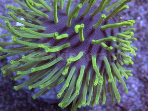 Fluor Green Long Polyp Sarcophyton