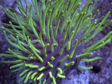 Load image into Gallery viewer, Fluor Green Long Polyp Sarcophyton