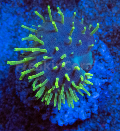 Fluor Green Long Polyp Sarcophyton